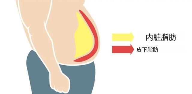 科学的体测方法与身体成分解析”开元棋牌“精准掌握身体密码：最(图6)
